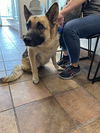 adoptable Dog in  named BELIZA