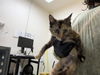 adoptable Cat in pueblo, CO named OJ