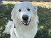 adoptable Dog in  named THE GENTLE GIANT