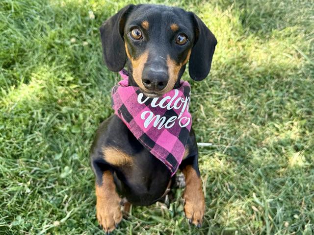adoptable Dog in Pueblo, CO named COCO