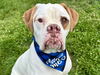 adoptable Dog in  named BO