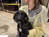 adoptable Dog in pueblo, CO named NELLIE