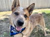 adoptable Dog in  named RORY