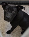adoptable Dog in  named REGINA
