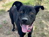 adoptable Dog in pueblo, CO named REGINA