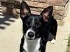 adoptable Dog in pueblo, CO named ZERO