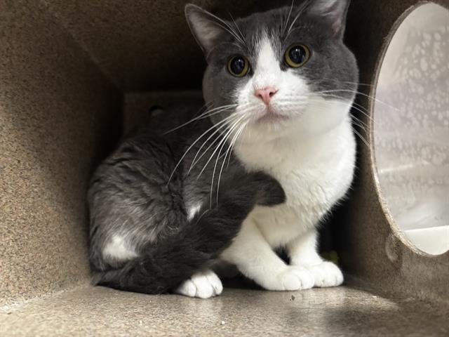 adoptable Cat in Pueblo, CO named OSCAR