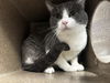 adoptable Cat in pueblo, CO named OSCAR