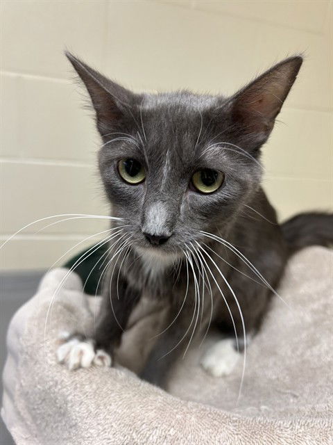 adoptable Cat in Pueblo, CO named MOTHER