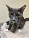 adoptable Cat in pueblo, CO named MOTHER
