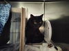 adoptable Cat in  named DONKEY KONG