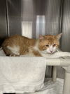 adoptable Cat in pueblo, CO named BOY BOY