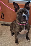 adoptable Dog in pueblo, CO named SHERLOCK BONES