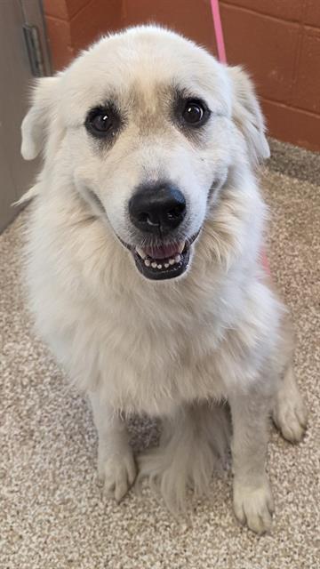 adoptable Dog in Pueblo, CO named AURORA