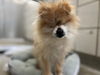 adoptable Dog in Pueblo, CO named THOR