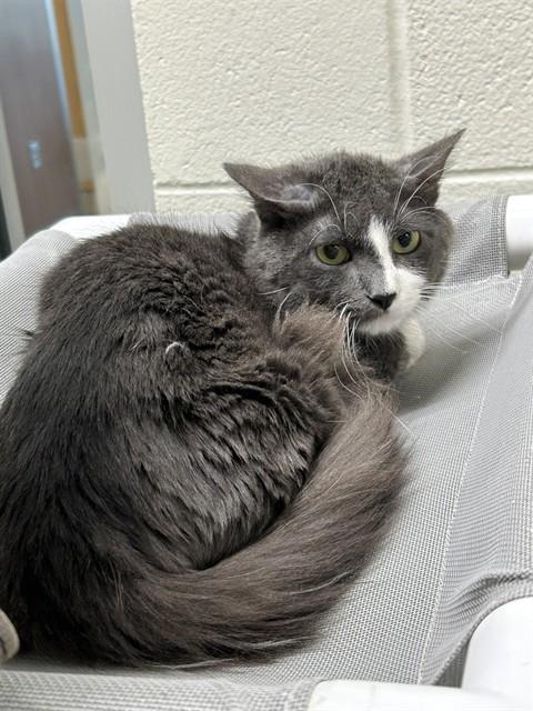 adoptable Cat in Pueblo, CO named BILL