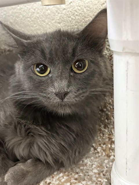 adoptable Cat in Pueblo, CO named WISE WOMAN