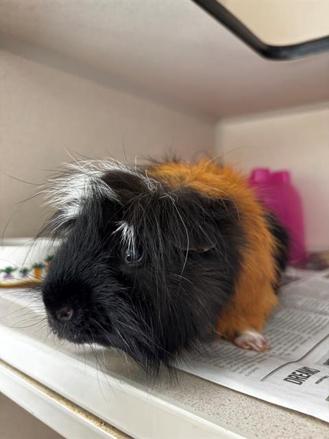 adoptable Guinea Pig in Pueblo, CO named COCO BEAN