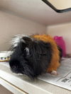 adoptable Guinea Pig in pueblo, CO named COCO BEAN