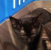 adoptable Cat in pueblo, CO named BAST