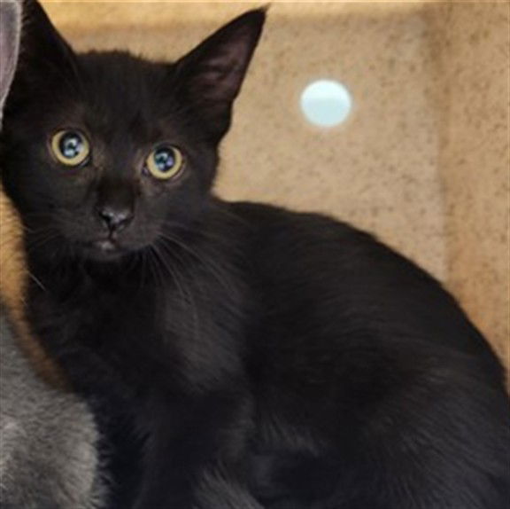 adoptable Cat in Pueblo, CO named BAST
