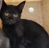 adoptable Cat in pueblo, CO named BAST
