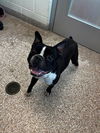 adoptable Dog in  named GROOT