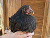 adoptable Chicken in  named TERIYAKI