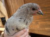 adoptable Chicken in  named SESAME