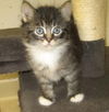 adoptable Cat in pueblo, CO named BOOTS