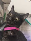 adoptable Cat in pueblo, CO named BLACKBERRY BARB