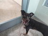 adoptable Dog in  named PAWFFLES