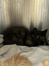 adoptable Cat in  named PAWTATO