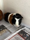 adoptable Guinea Pig in  named COOKIE