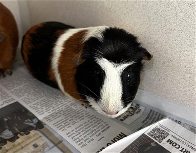 adoptable Guinea Pig in Pueblo, CO named COOKIE