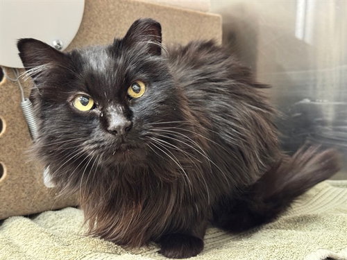 LETECIA IN THE BARN, an adoptable Domestic Long Hair in Pueblo, CO