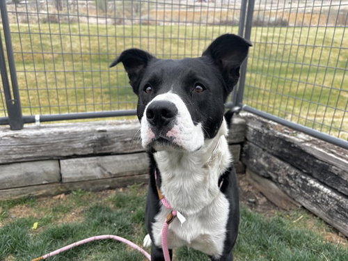 TUX, an adoptable Boxer in Pueblo, CO