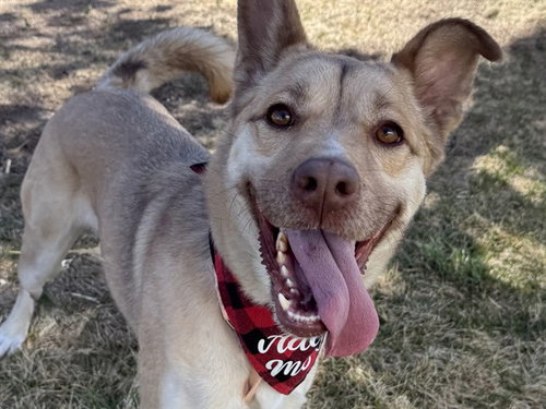 RADISH, an adoptable German Shepherd Dog in Pueblo, CO