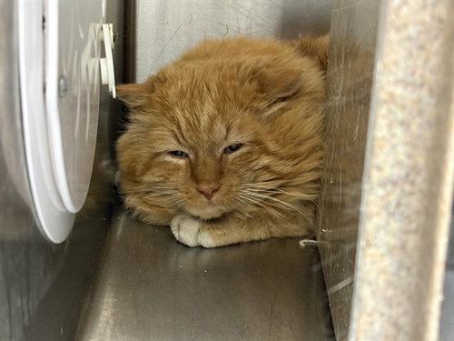 OLD DEUTERONOMY IN THE BARN, an adoptable Domestic Short Hair in Pueblo, CO