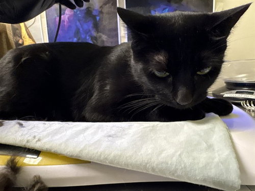 NOVA, an adoptable Domestic Short Hair in Pueblo, CO