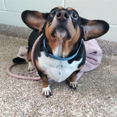 PETUNIA, an adoptable Chihuahua in Pueblo, CO