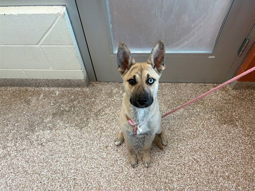 QUINN, an adoptable German Shepherd Dog in Pueblo, CO