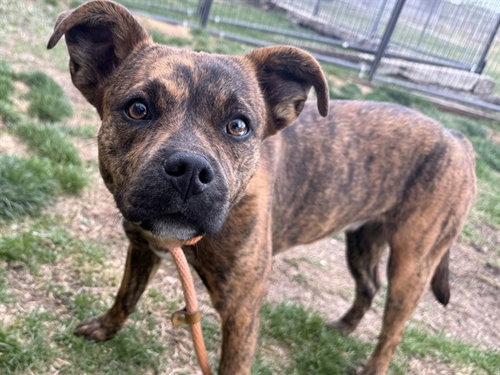 CLEO, an adoptable Pit Bull Terrier in Pueblo, CO