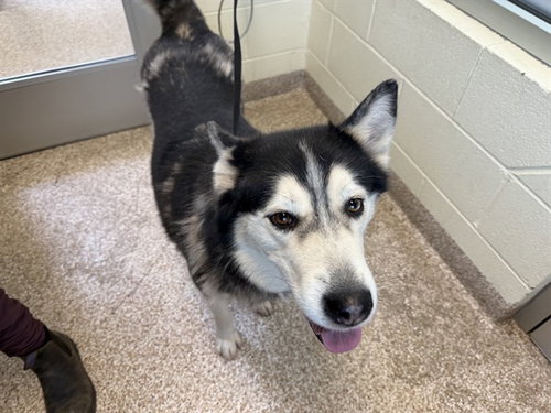 LUNA, an adoptable Siberian Husky in Pueblo, CO