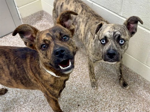 picture of the dog needing adoption