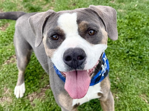 picture of the dog needing adoption
