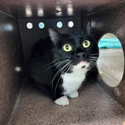 picture of the cat needing adoption