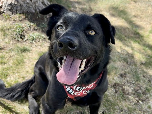 picture of the dog needing adoption