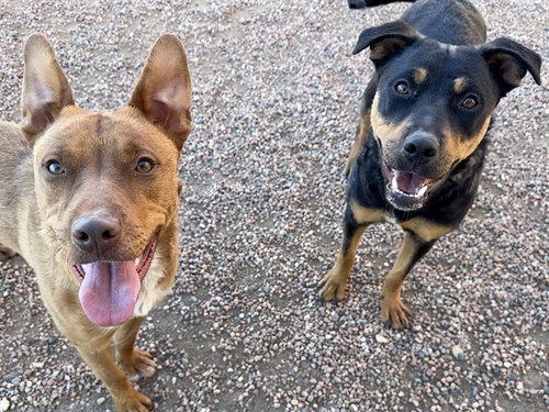 picture of the dog needing adoption