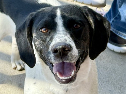 picture of the dog needing adoption